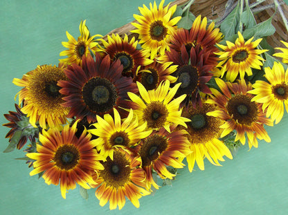 Ornamental Sunflowers - Royal Flush