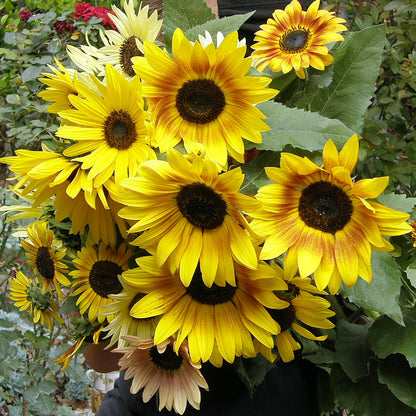 Scatter Gardens - Heirloom Summer Garden Dancing, Joyous Sunflowers