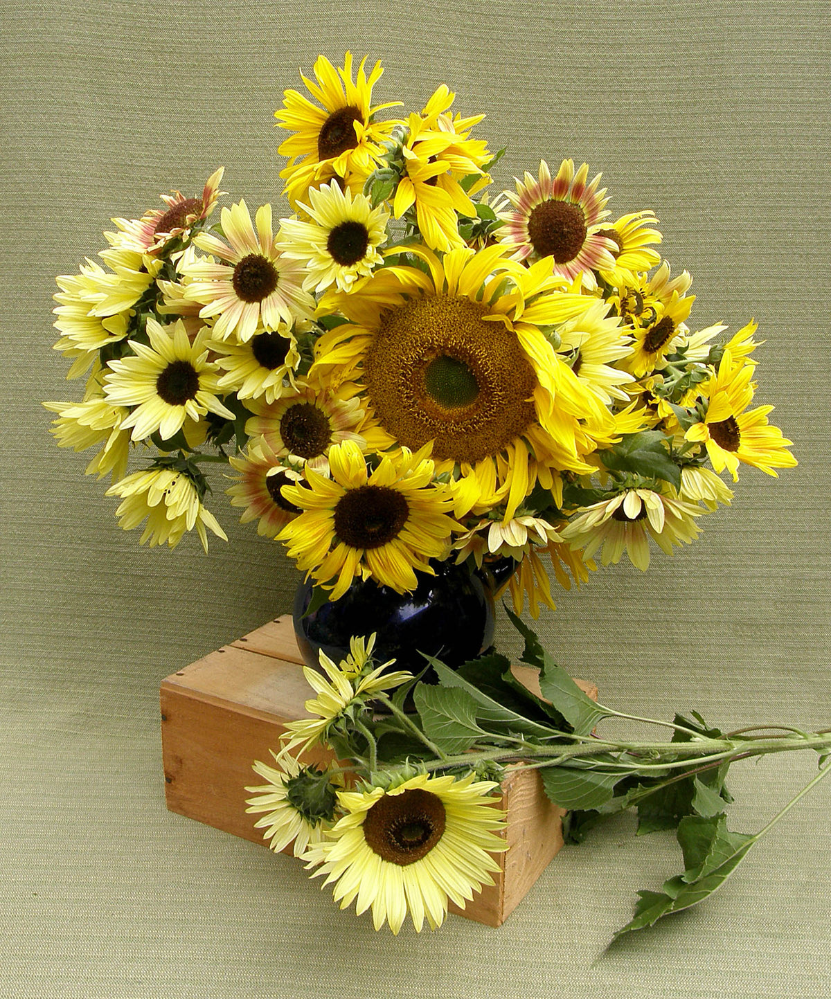 Scatter Gardens - Heirloom Summer Garden Dancing, Joyous Sunflowers