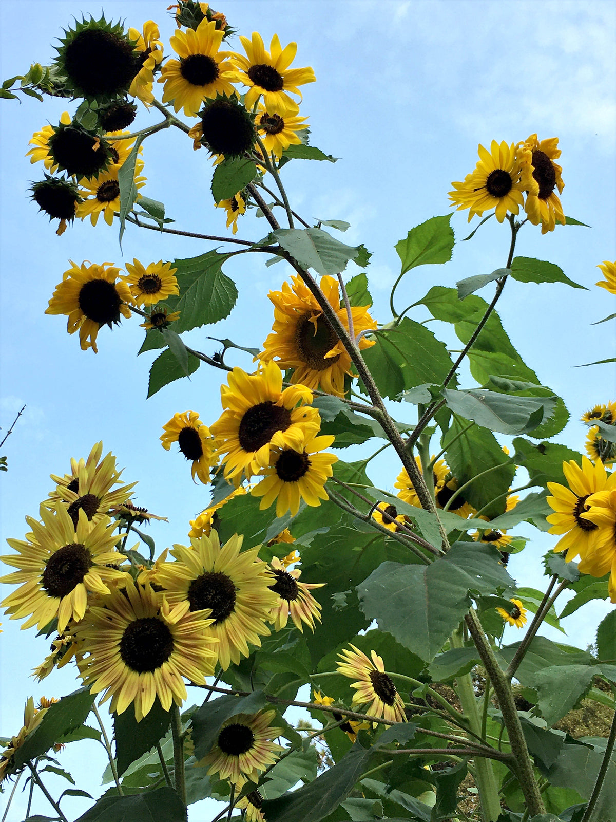 Scatter Gardens - Heirloom Summer Garden Dancing, Joyous Sunflowers