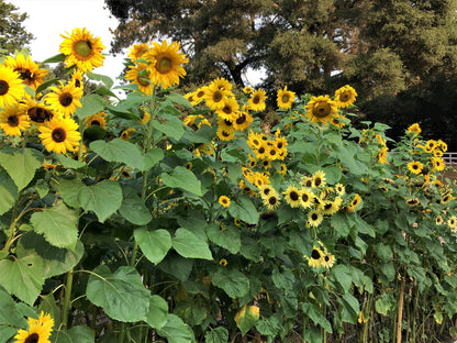 Scatter Gardens - Heirloom Summer Garden Dancing, Joyous Sunflowers