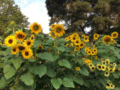 Bonus Pack - An Heirloom Sunflower Forest