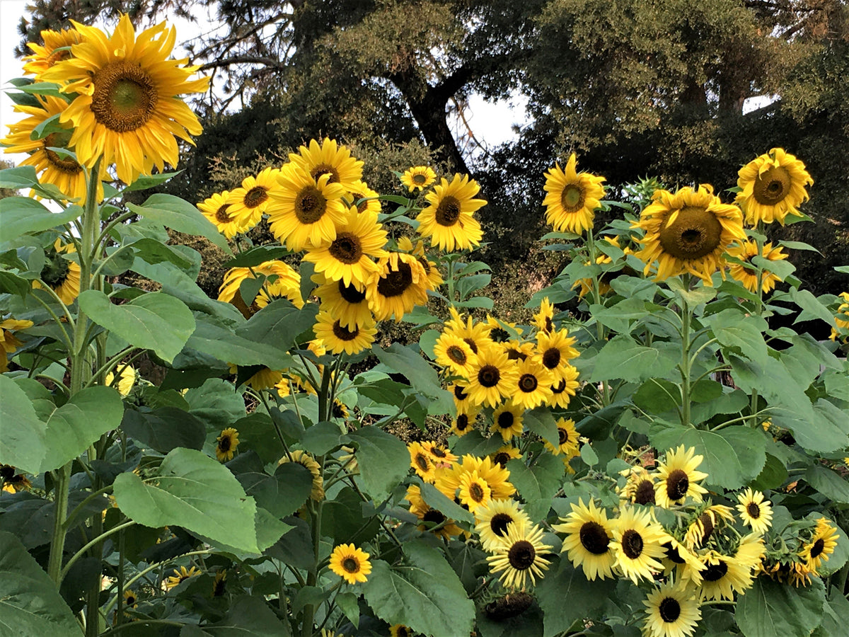 Scatter Gardens - Heirloom Summer Garden Dancing, Joyous Sunflowers