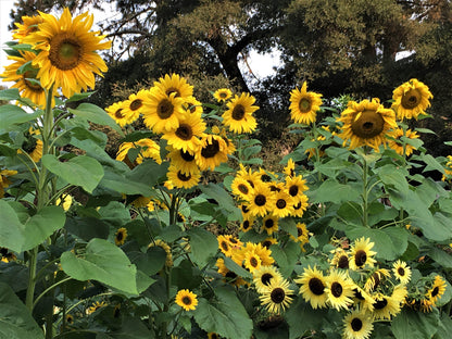 Bonus Pack - An Heirloom Sunflower Forest