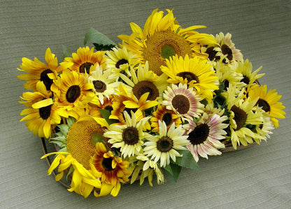 Scatter Gardens - Heirloom Summer Garden Dancing, Joyous Sunflowers