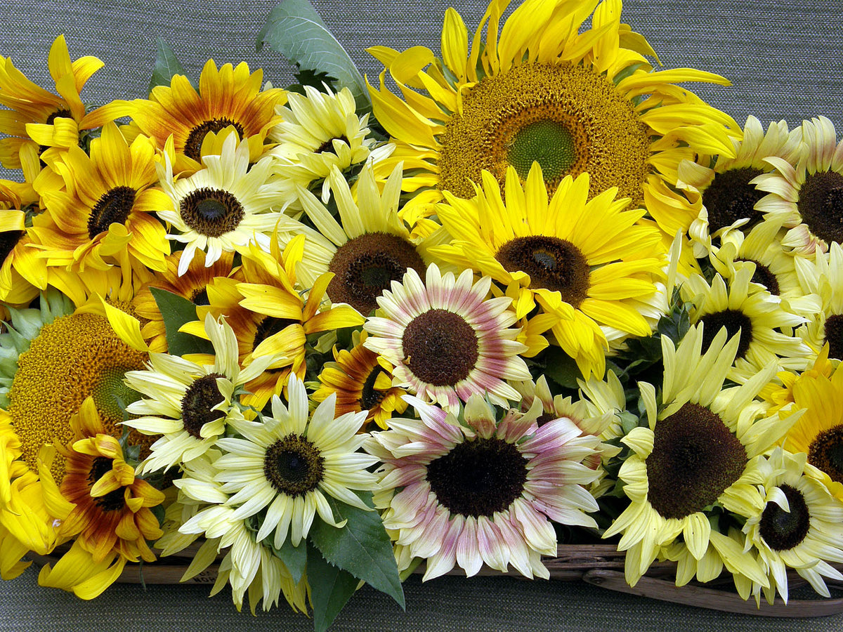 Scatter Gardens - Heirloom Summer Garden Dancing, Joyous Sunflowers