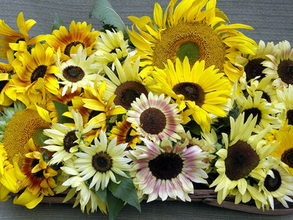 Scatter Gardens - Heirloom Summer Garden Dancing, Joyous Sunflowers