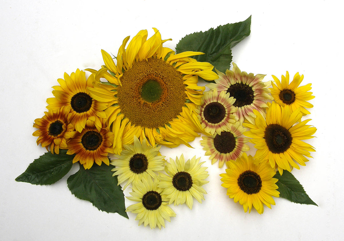 Scatter Gardens - Heirloom Summer Garden Dancing, Joyous Sunflowers