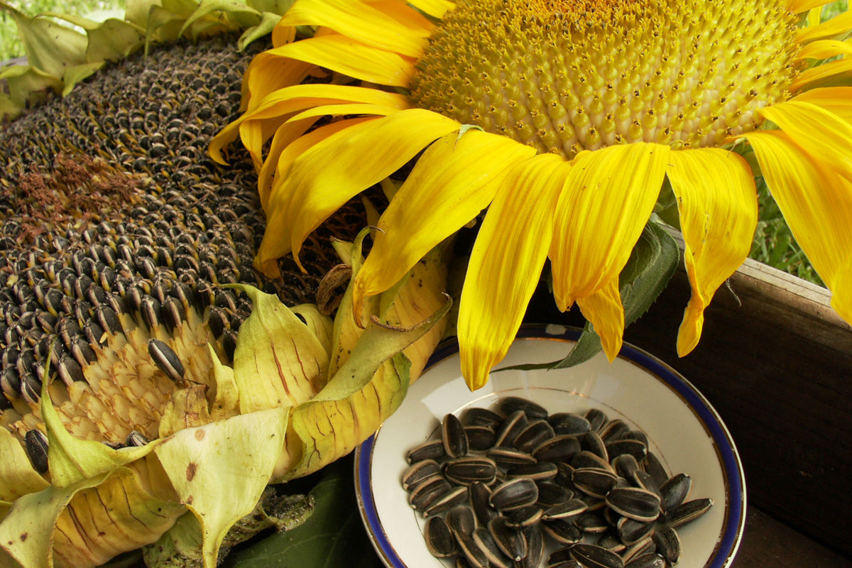 Edible Sunflowers - Snack Seed
