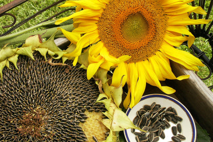 Edible Sunflowers - Snack Seed