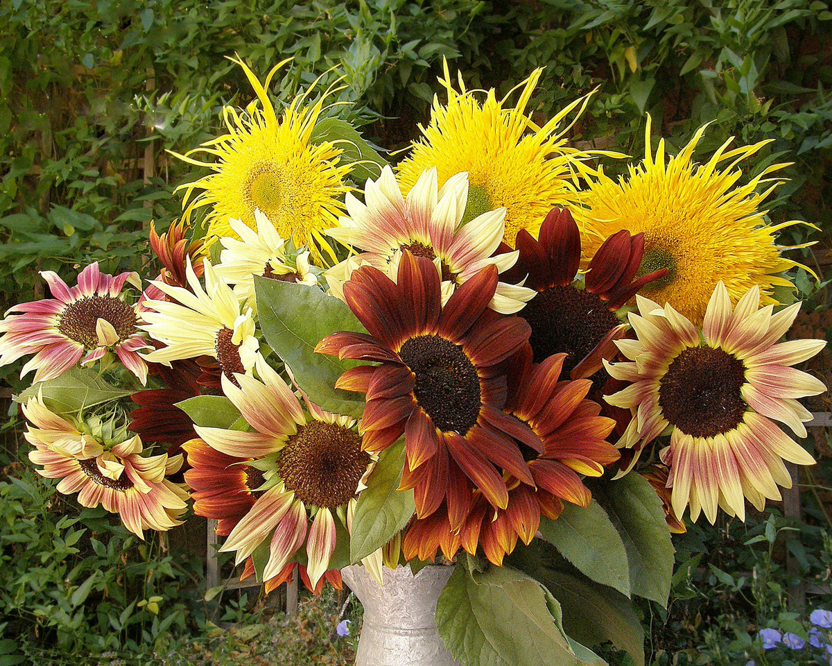Ornamental Sunflowers - Sun Samba