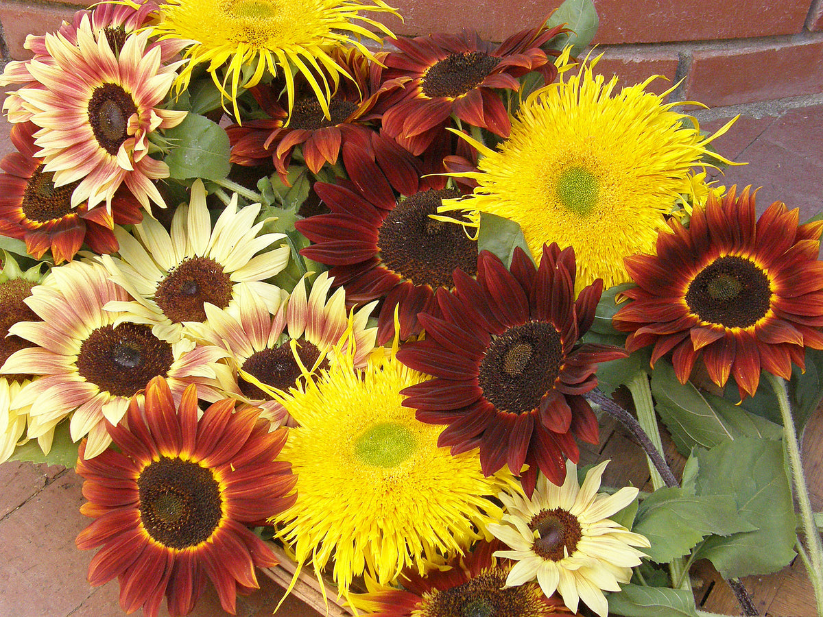 Ornamental Sunflowers - Sun Samba