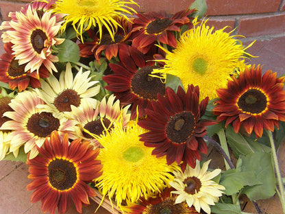 Ornamental Sunflowers - Sun Samba
