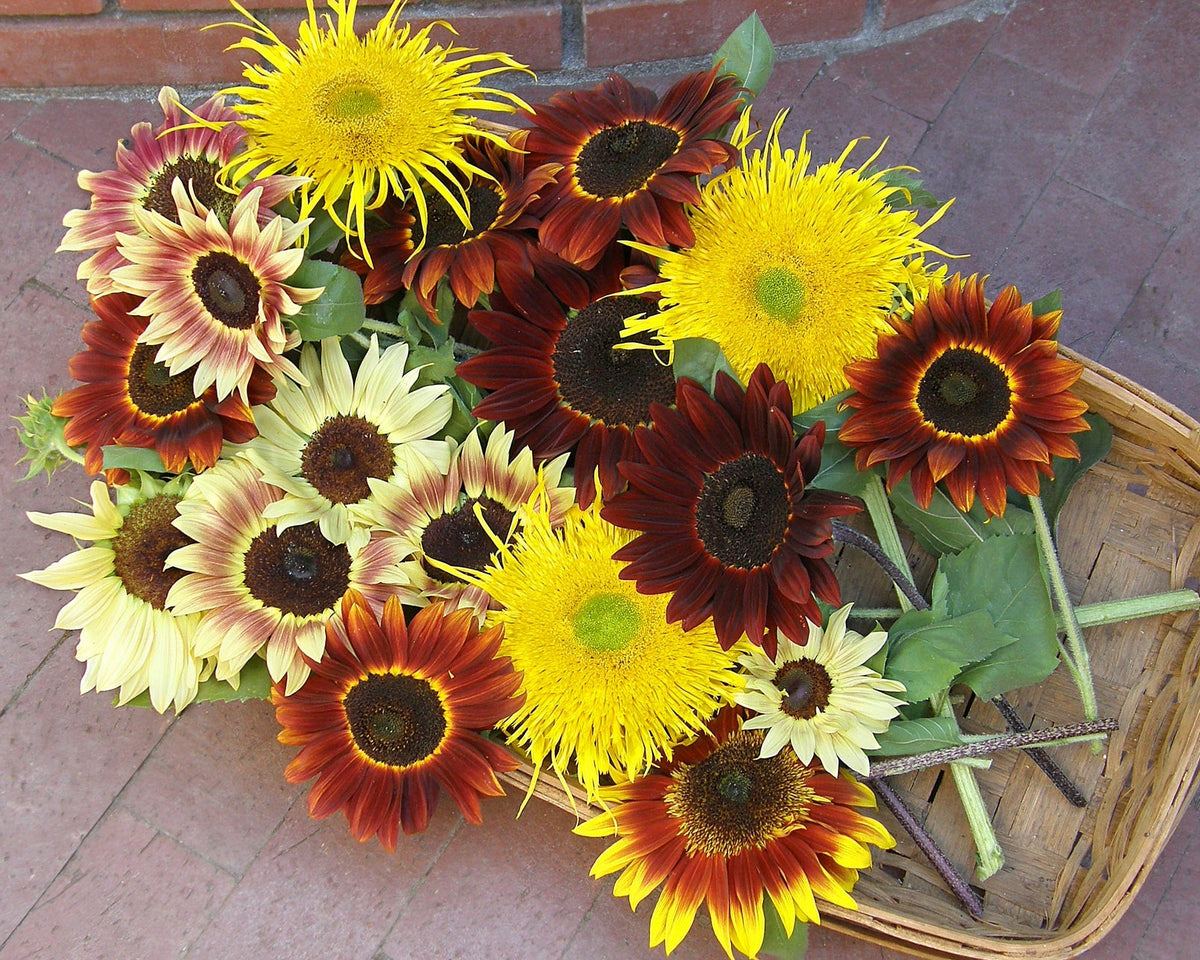 Ornamental Sunflowers - Sun Samba