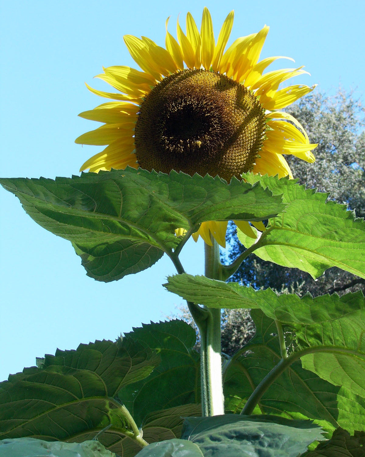 Giant Sunflowers - Sunzilla