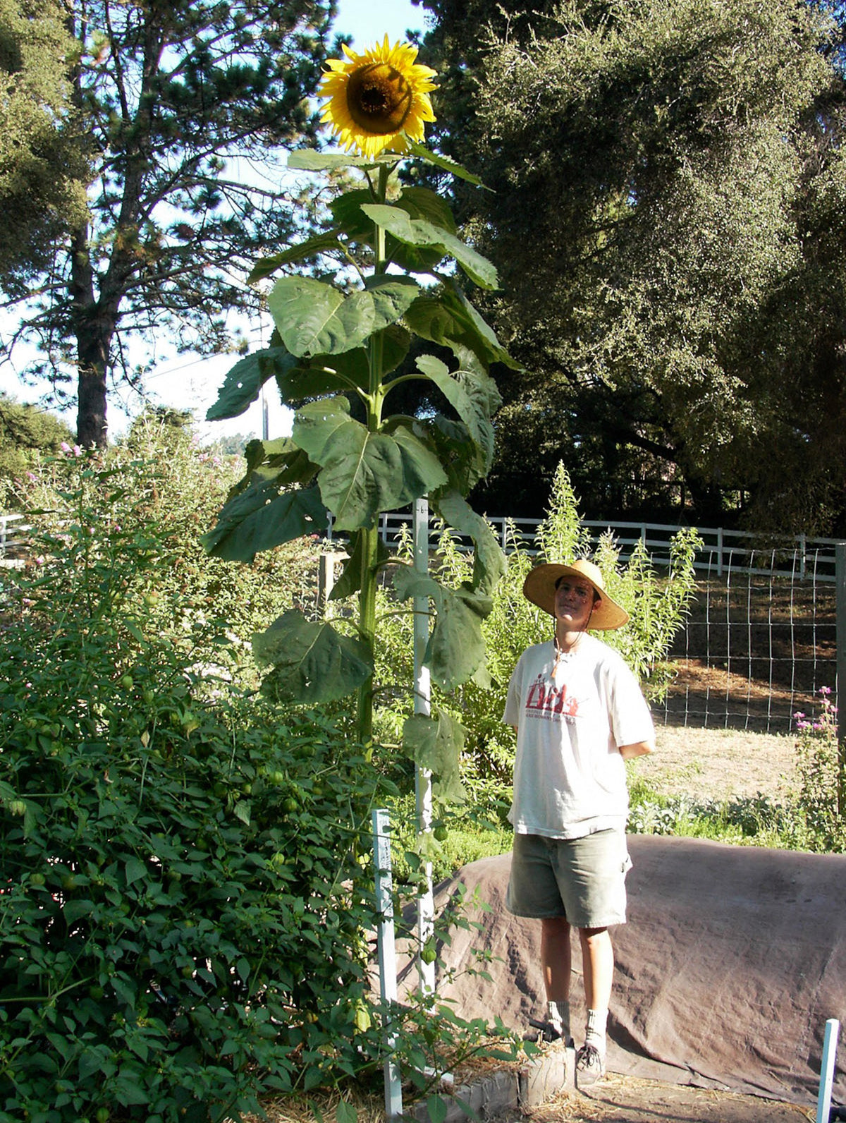 Giant Sunflowers - Sunzilla