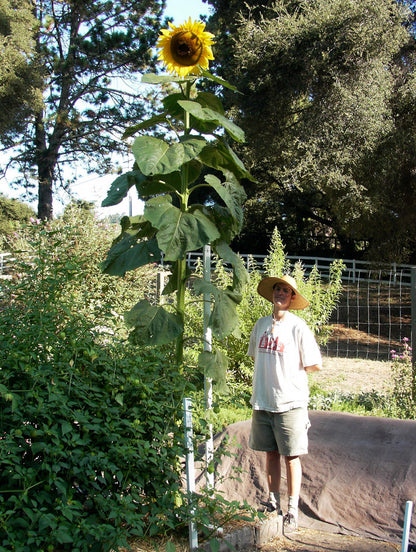 Giant Sunflowers - Sunzilla