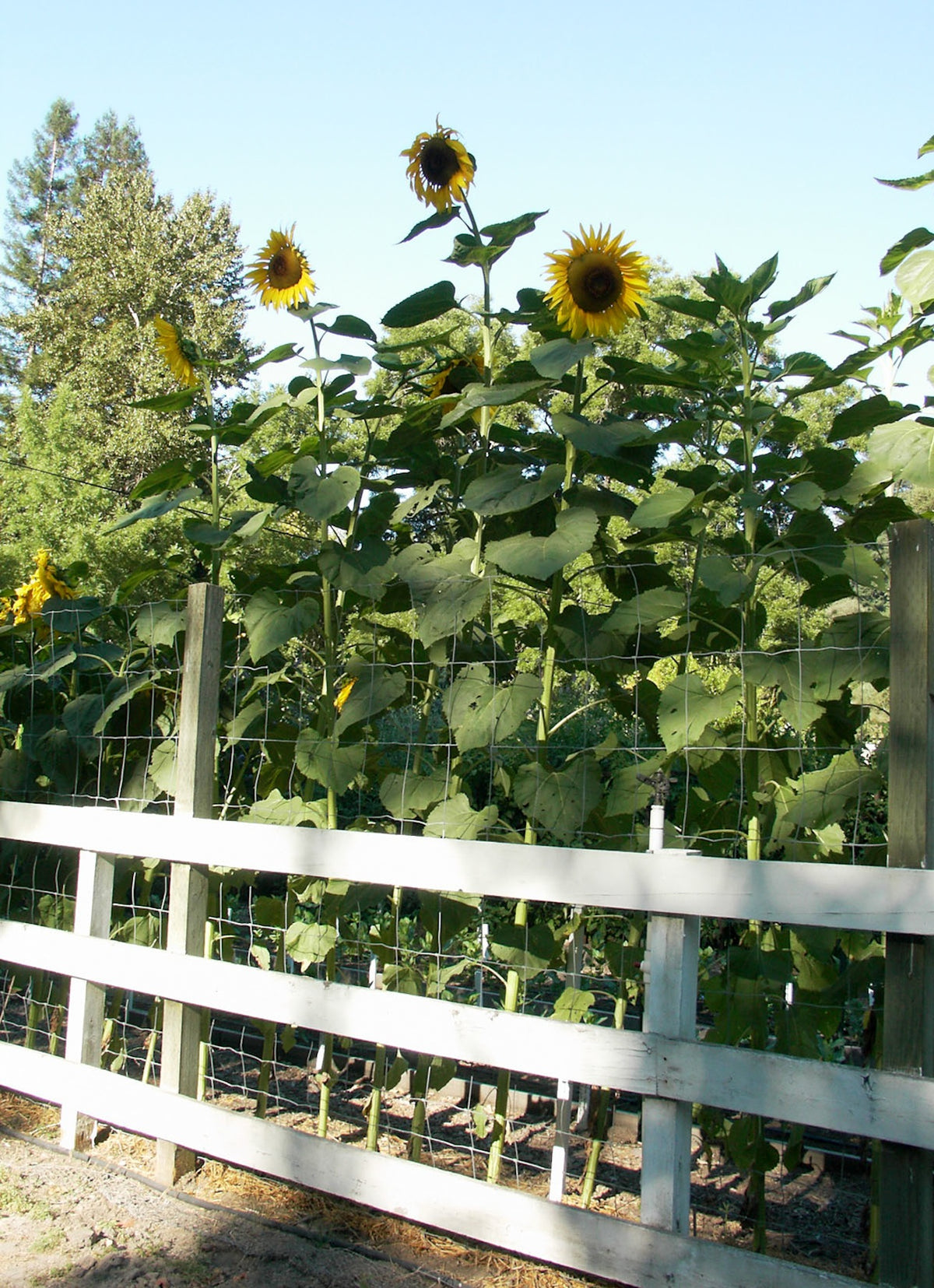 Giant Sunflowers - Heirloom Titan