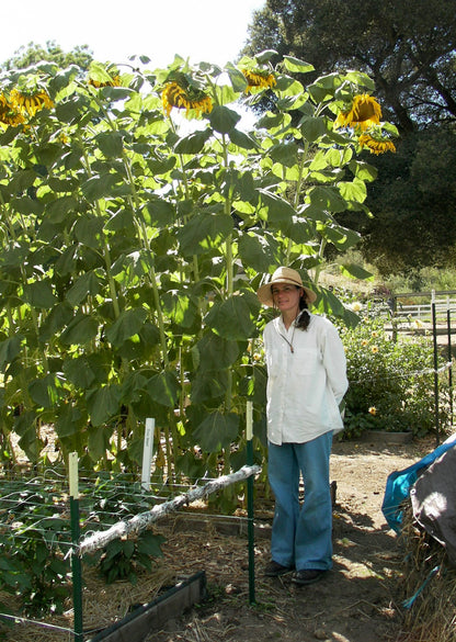 Giant Sunflowers - Heirloom Titan