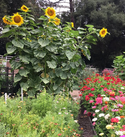 Giant Sunflowers - Heirloom Titan