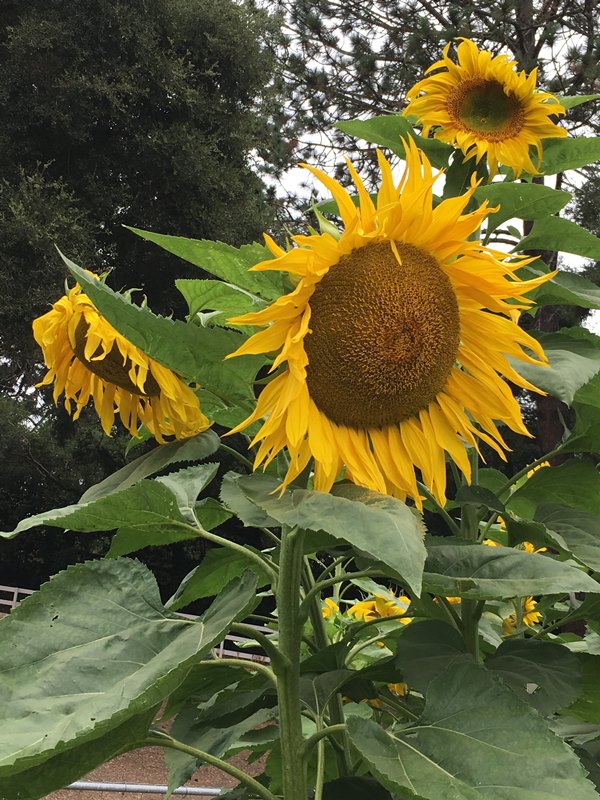 Giant Sunflowers - Heirloom Titan