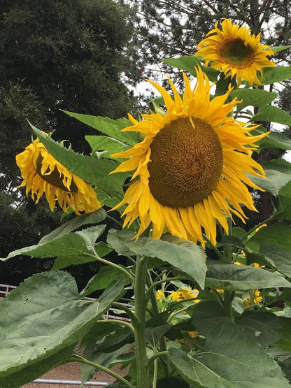 Giant Sunflowers - Heirloom Titan
