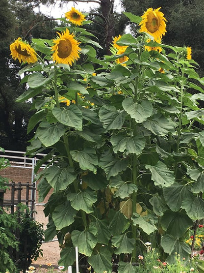 Giant Sunflowers - Heirloom Titan