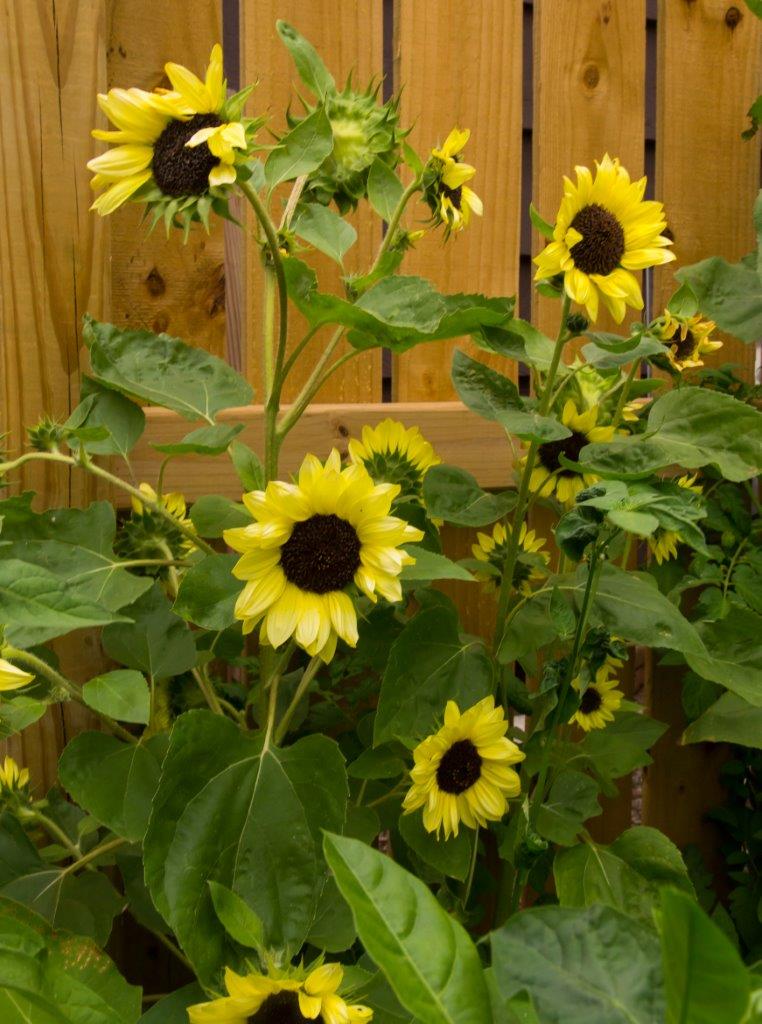 Long Blooming Sunflowers - Valentine
