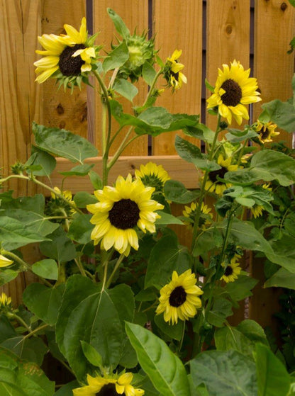 Long Blooming Sunflowers - Valentine