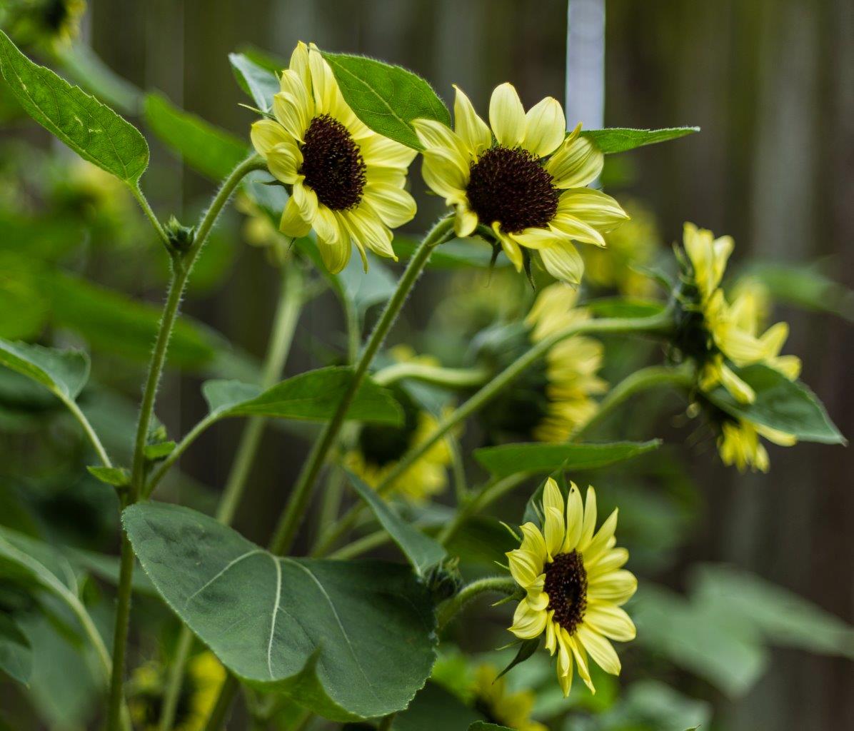 Long Blooming Sunflowers - Valentine