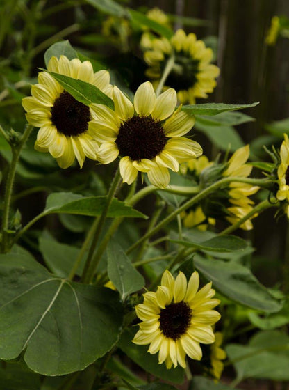Long Blooming Sunflowers - Valentine