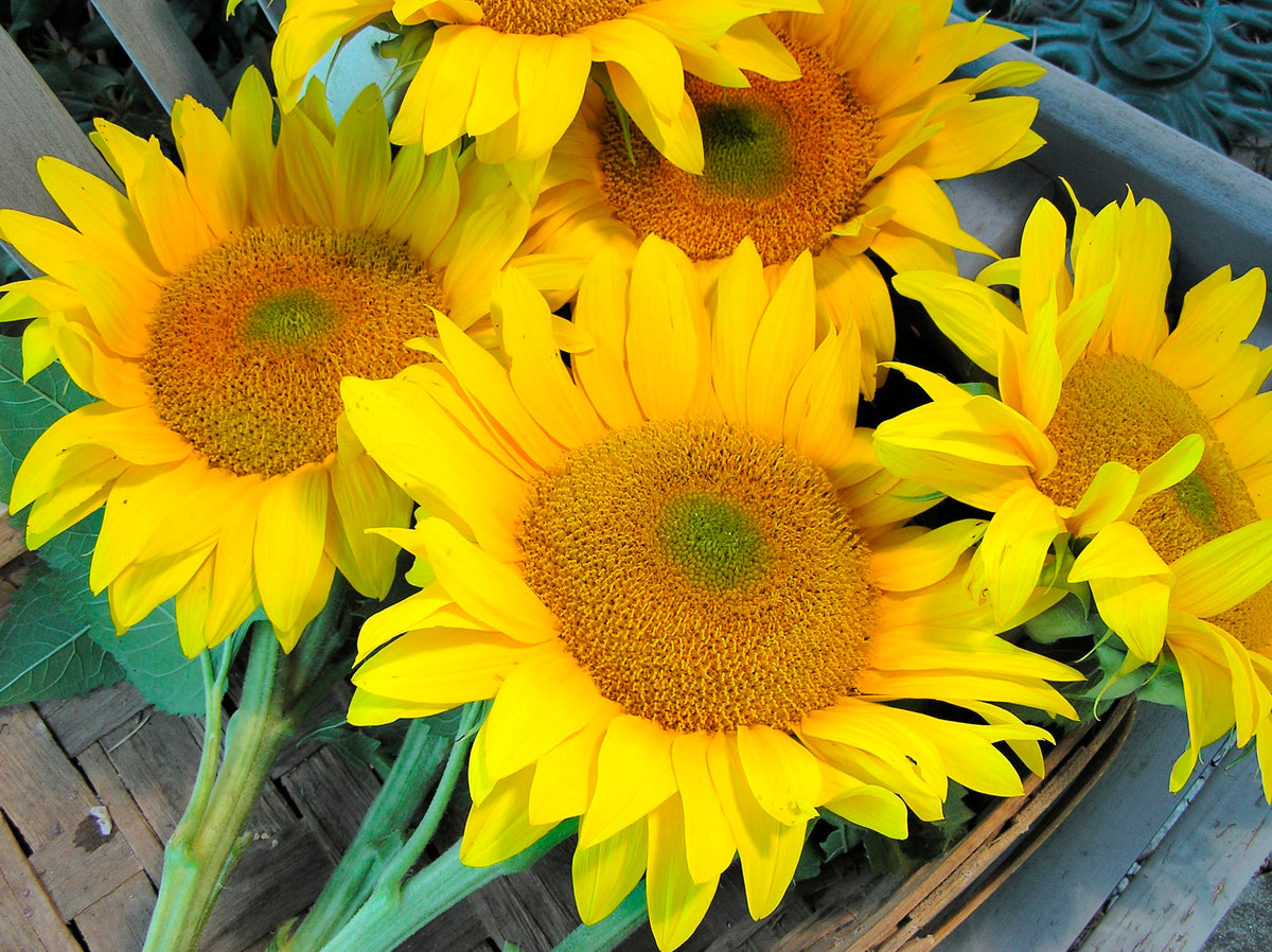 Ornamental Sunflowers - Van Gogh