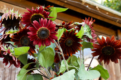 Ornamental Sunflowers - Chocolate Cherry