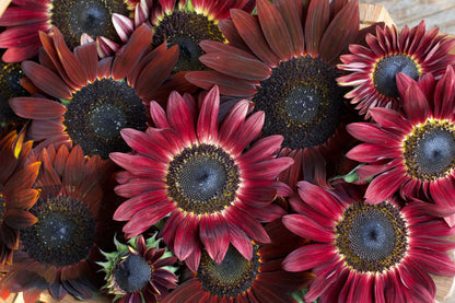 Ornamental Sunflowers - Chocolate Cherry