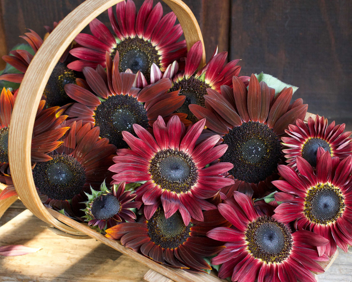 Ornamental Sunflowers - Chocolate Cherry