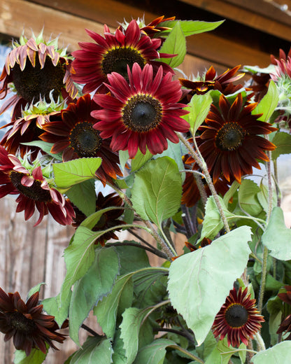 Ornamental Sunflowers - Chocolate Cherry