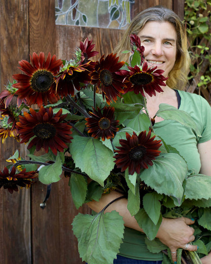 Ornamental Sunflowers - Chocolate Cherry