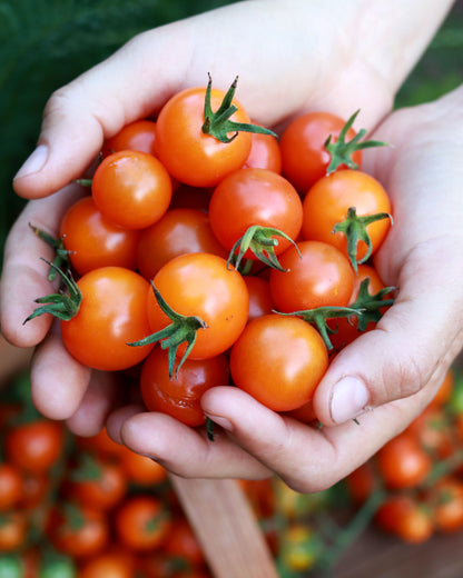 Orange Cherry Tomatoes - Sungold