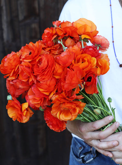 Ranunculus Bulbs - Jumbo Sunset Glow
