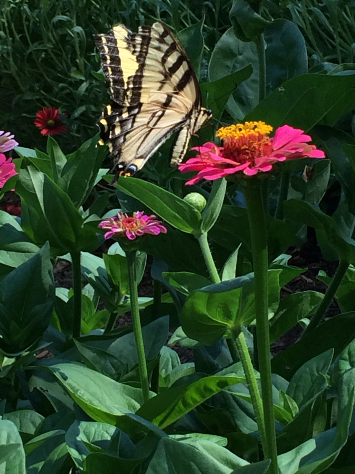 Scatter Gardens - Flower Power For Nature's Pollinators