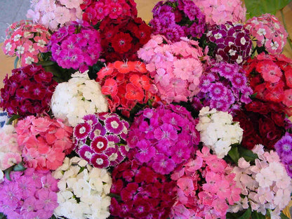 Sweet William - Lace Mantle