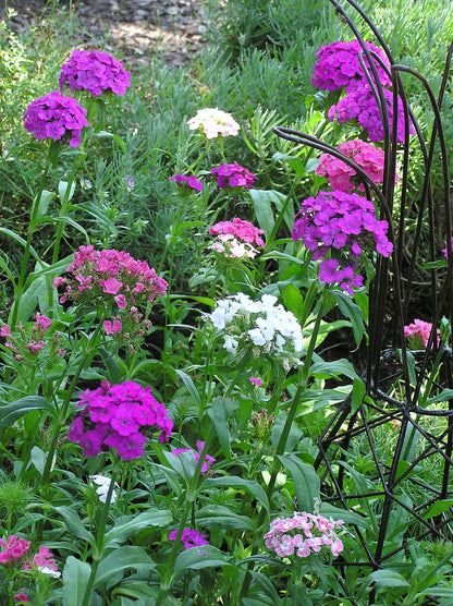 Sweet William - Lace Mantle