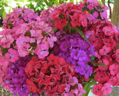 Sweet William - Lace Mantle