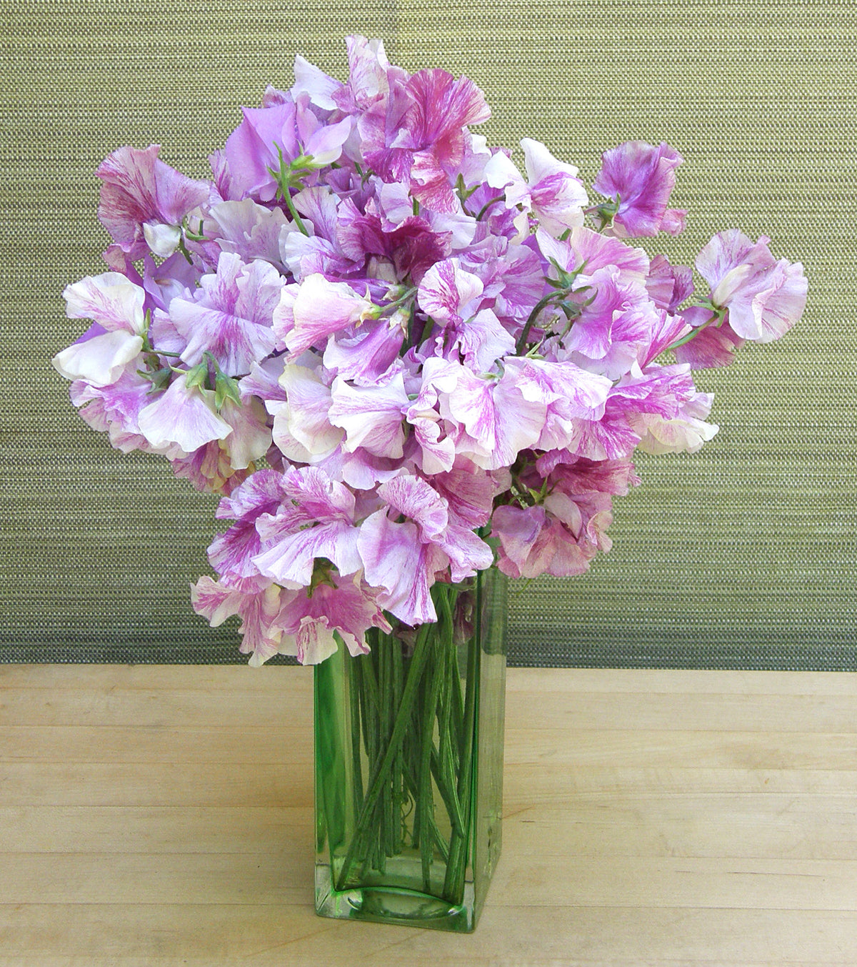 Fragrant Sweet Peas - Raspberry Twirl