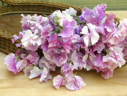 Fragrant Sweet Peas - Raspberry Twirl