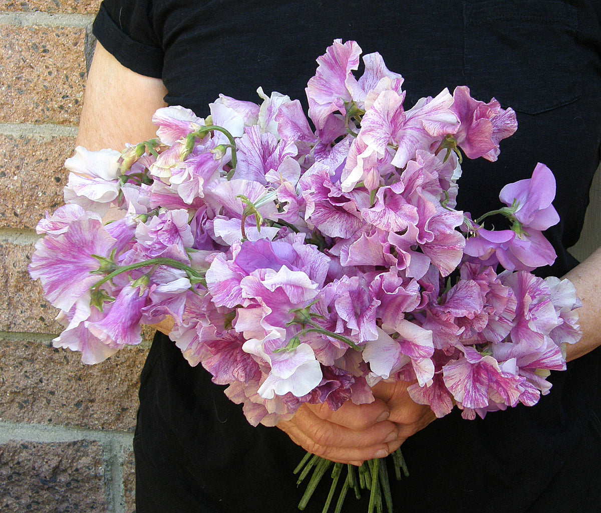 Fragrant Sweet Peas - Raspberry Twirl