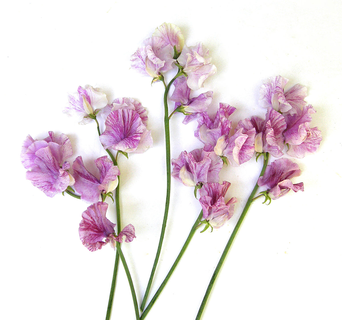 Fragrant Sweet Peas - Raspberry Twirl