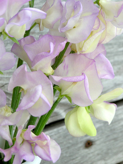 Fragrant Sweet Peas - April in Paris