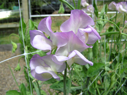 Fragrant Sweet Peas - April in Paris