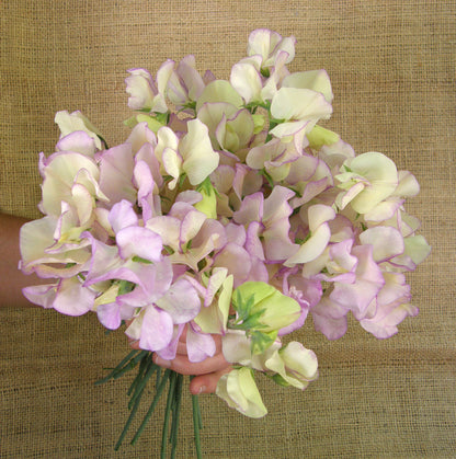 Fragrant Sweet Peas - April in Paris